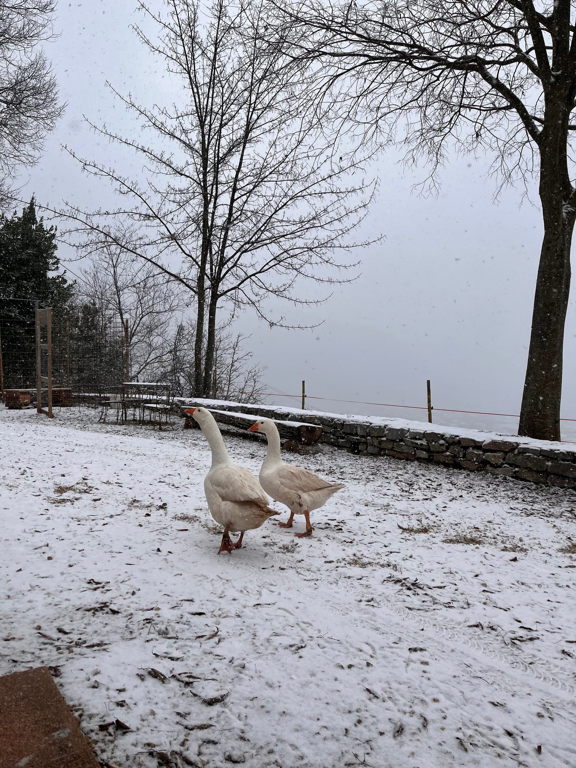 Bauernhof - Riva dei Coz