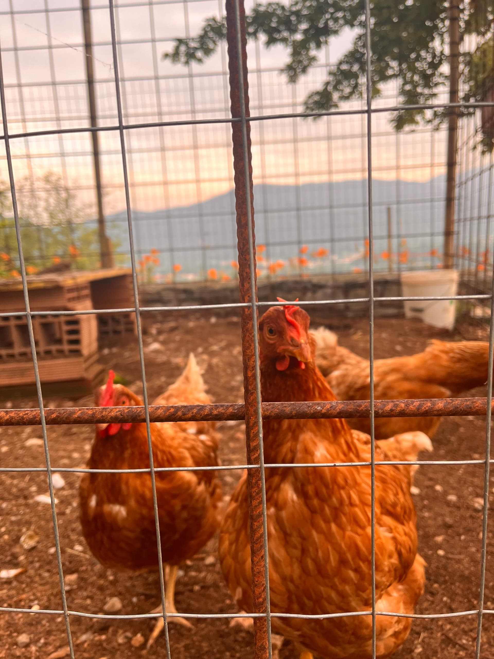 Bauernhof - Riva dei Coz