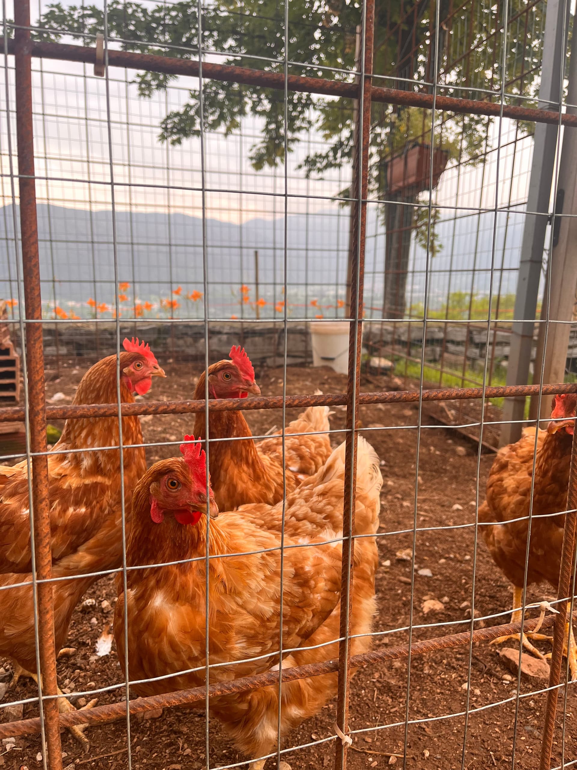 Bauernhof - Riva dei Coz